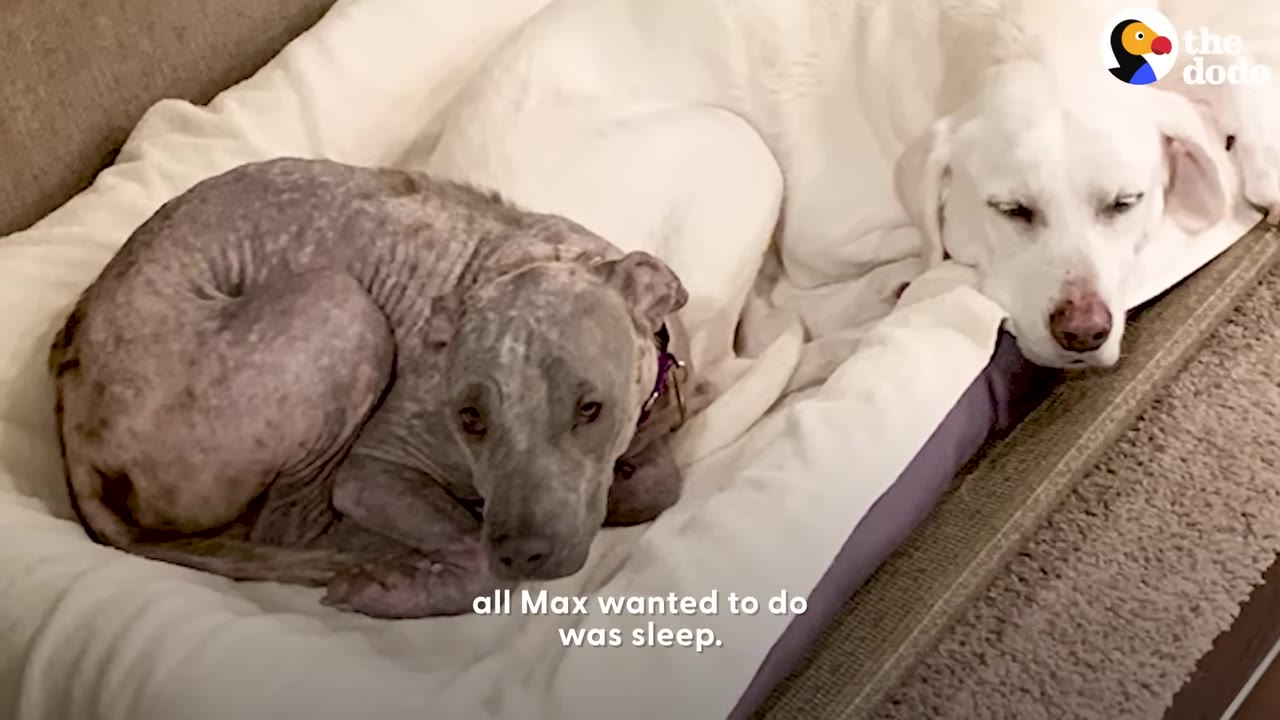 A hairless grey dog curled up tightly in a dog bed next to a sleeping white dog.