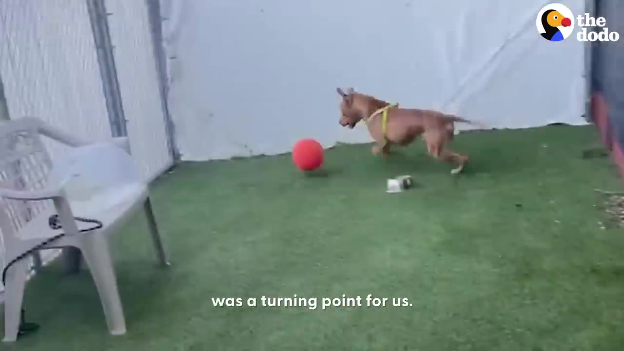 A brown dog wearing a yellow harness running toward a red ball on green artificial turf.