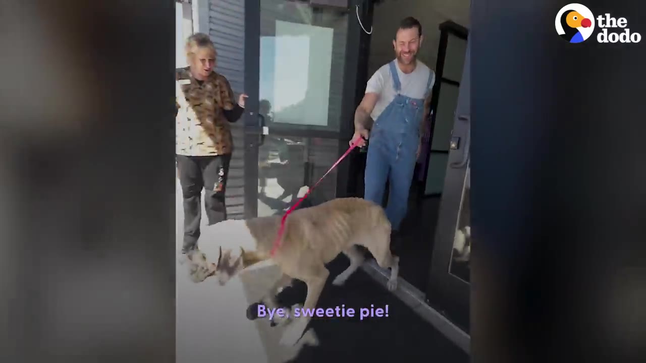 A man in denim overalls leads a large tan dog on a pink leash out through the glass doors of a building while a woman stands watching.