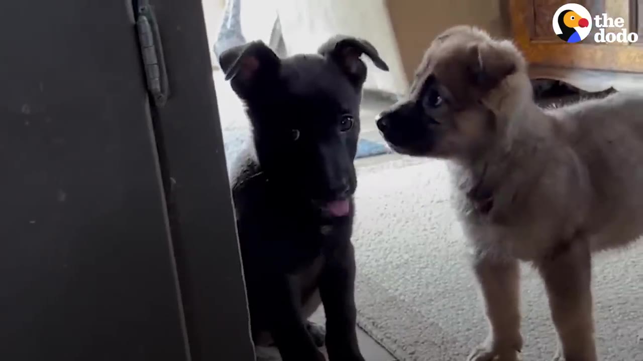 A black puppy peeks hesitantly from behind a dark doorway inside a house, while a light brown puppy stands nearby looking at her.