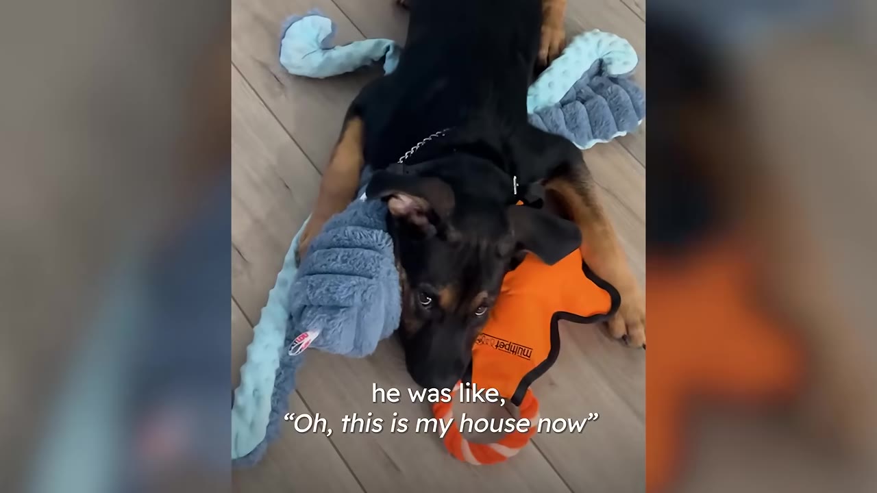 A close-up shot of a black and tan puppy lying on a wooden floor, looking up at the camera while surrounded by plush toys.
