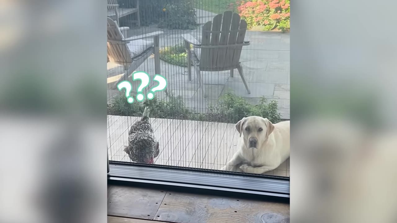 A yellow Labrador retriever lying on a stone patio outside a mesh screen door, watching a speckled chicken nearby.