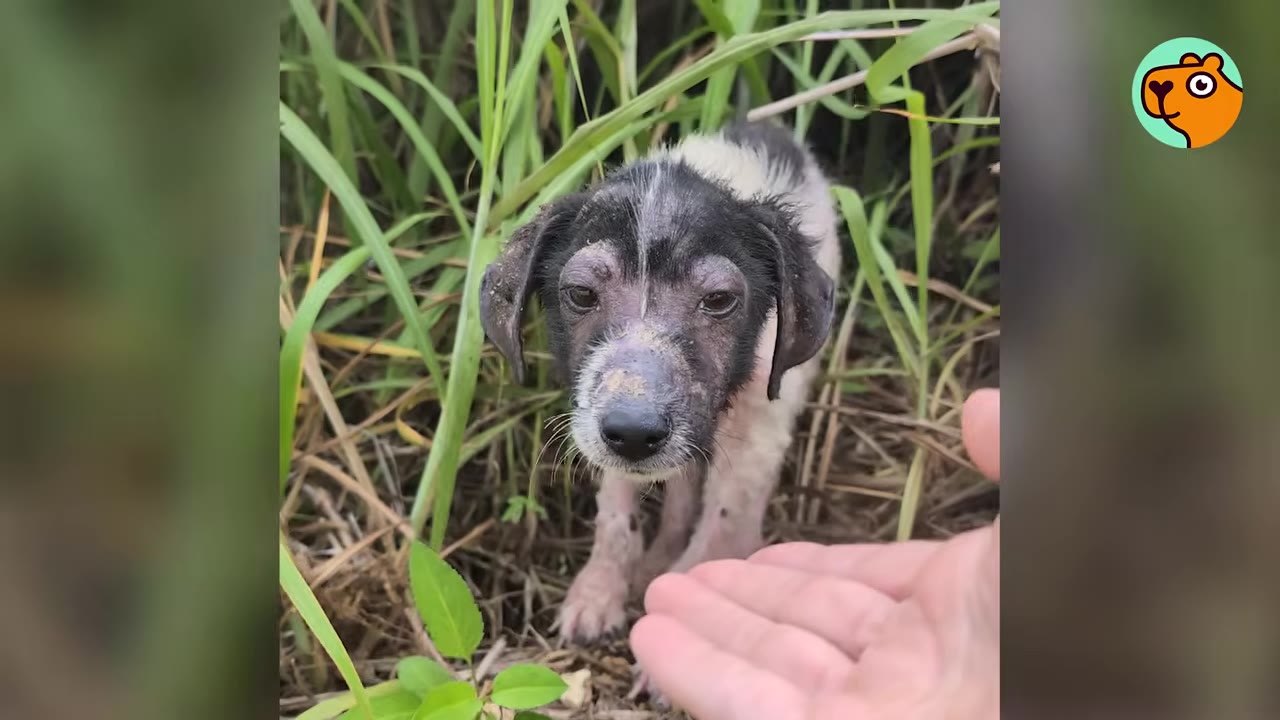 A small, fragile black and white puppy standing in tall grass, looking toward an outstretched hand.