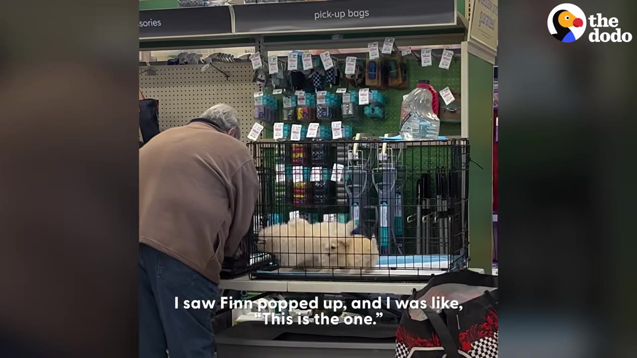 A man looking at small fluffy puppies inside a wire crate during a pet adoption event at a store.