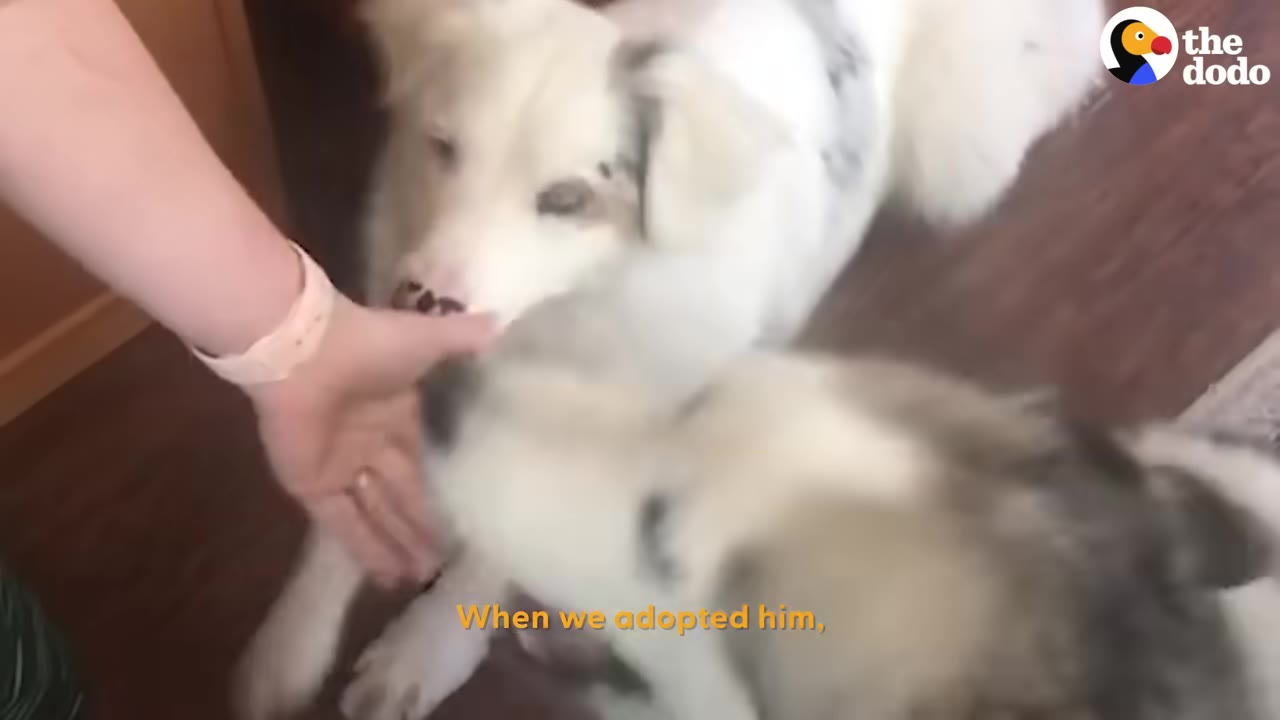 A person's hand gently reaches out to pet a white dog with light-colored eyes, while another dog sits nearby on a wooden floor.