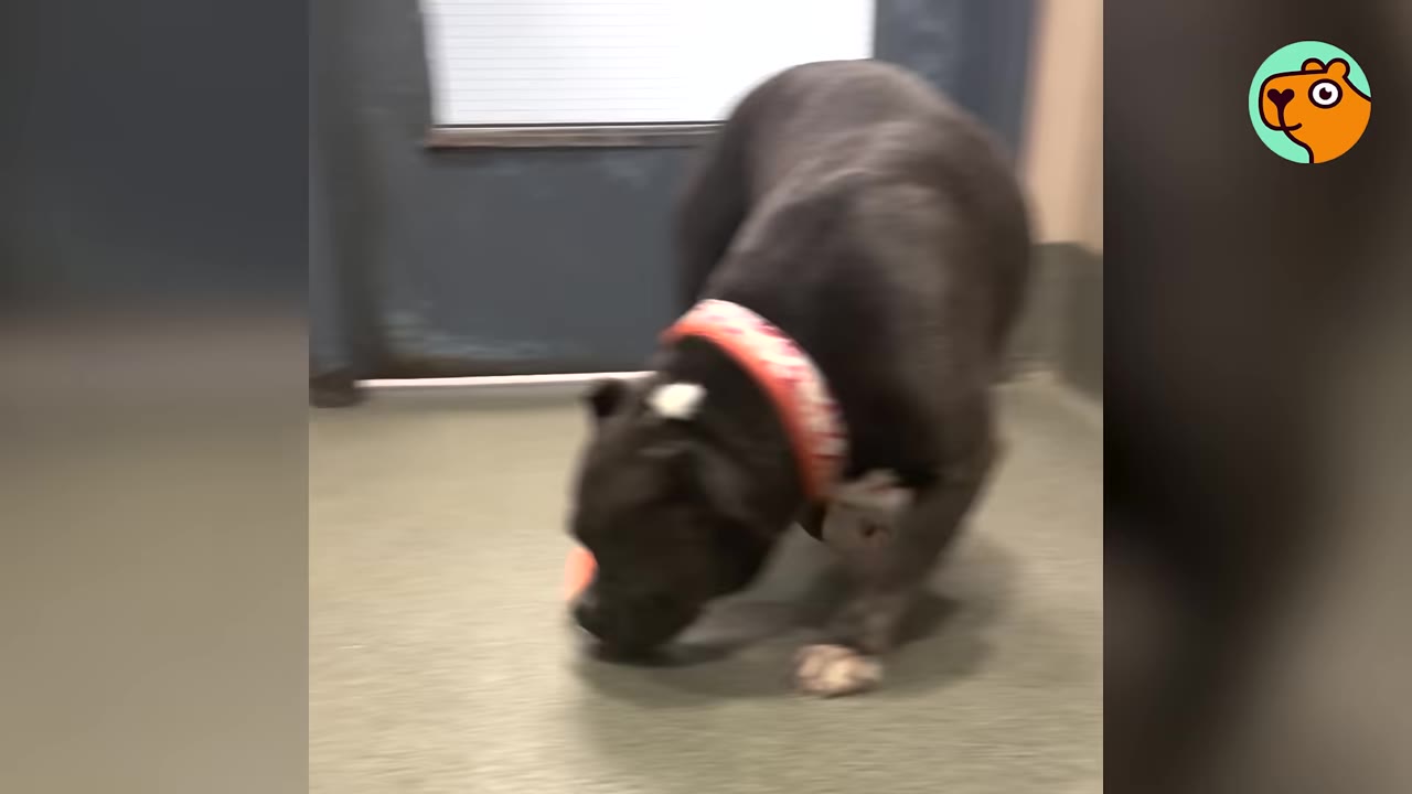 A dark-colored dog wearing a red and white collar sniffing the floor inside a room at a shelter.