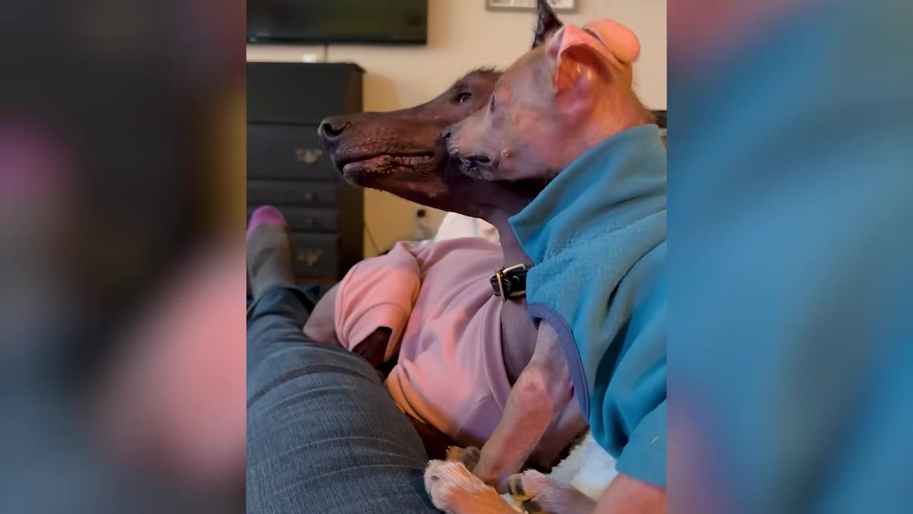A small hairless dog wearing a teal sweater sitting next to a larger dark dog wearing a pink sweater on a person's lap.