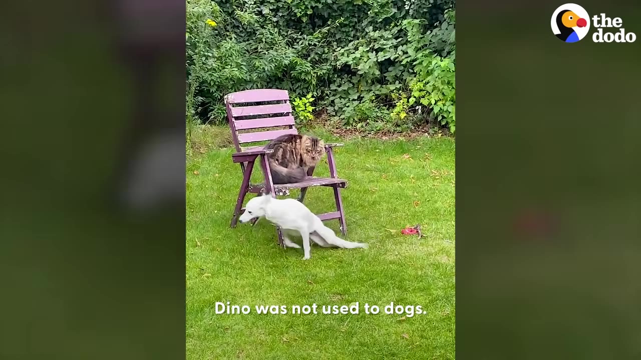 A long-haired tabby cat sitting on a purple wooden garden chair on grass, watching a white dog crouching on the lawn below.