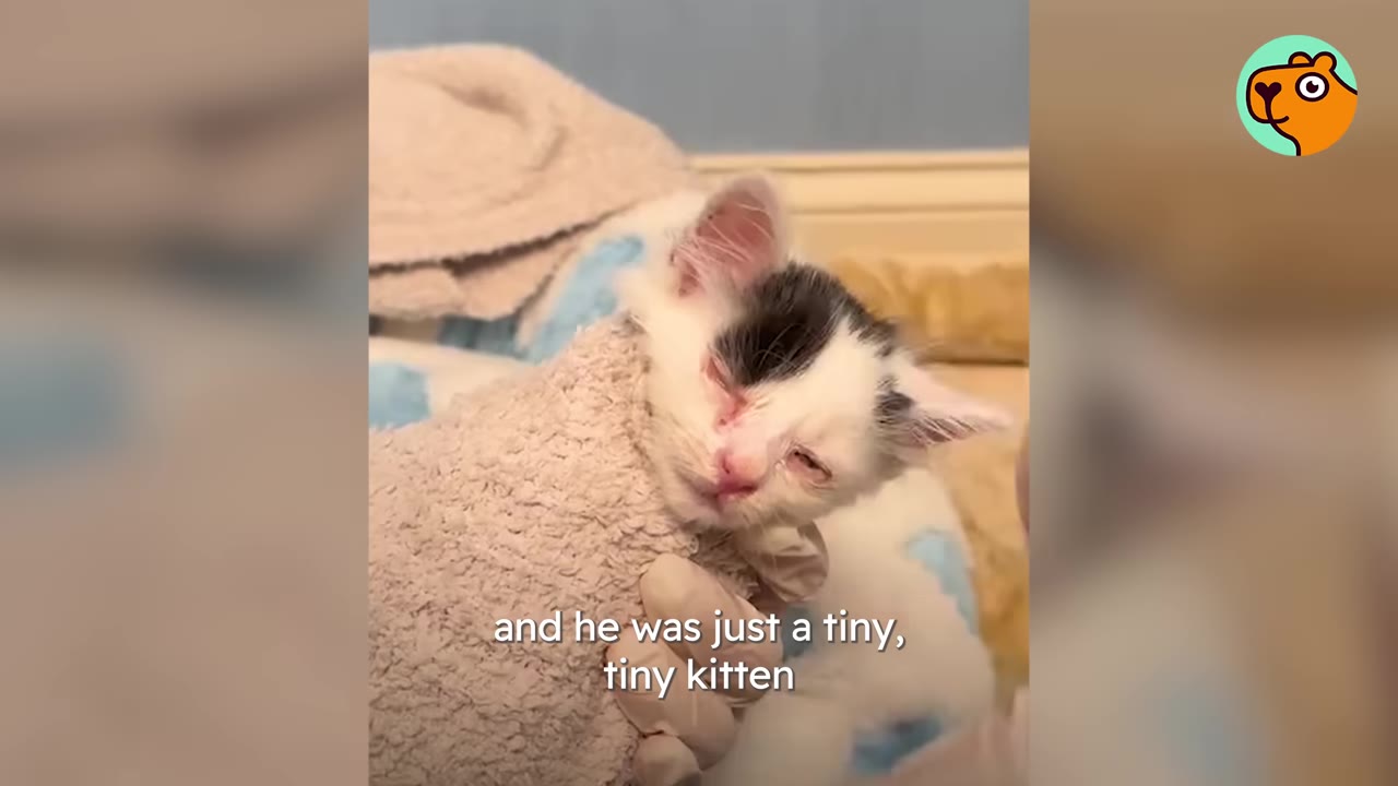 A tiny white and black kitten wrapped in a warm blanket, showing signs of needing medical attention.