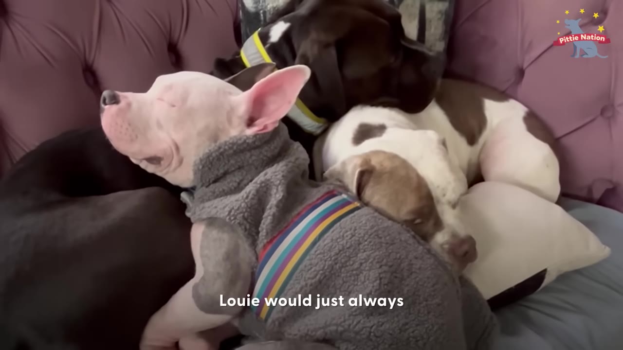 A small white puppy wearing a grey fleece sweater sleeping while resting his head against other resting dogs on a sofa.