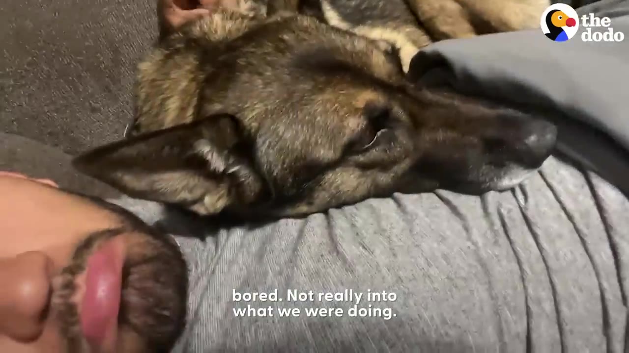 A close-up of a German Shepherd mix resting her head on a person's chest, looking sad and bored.