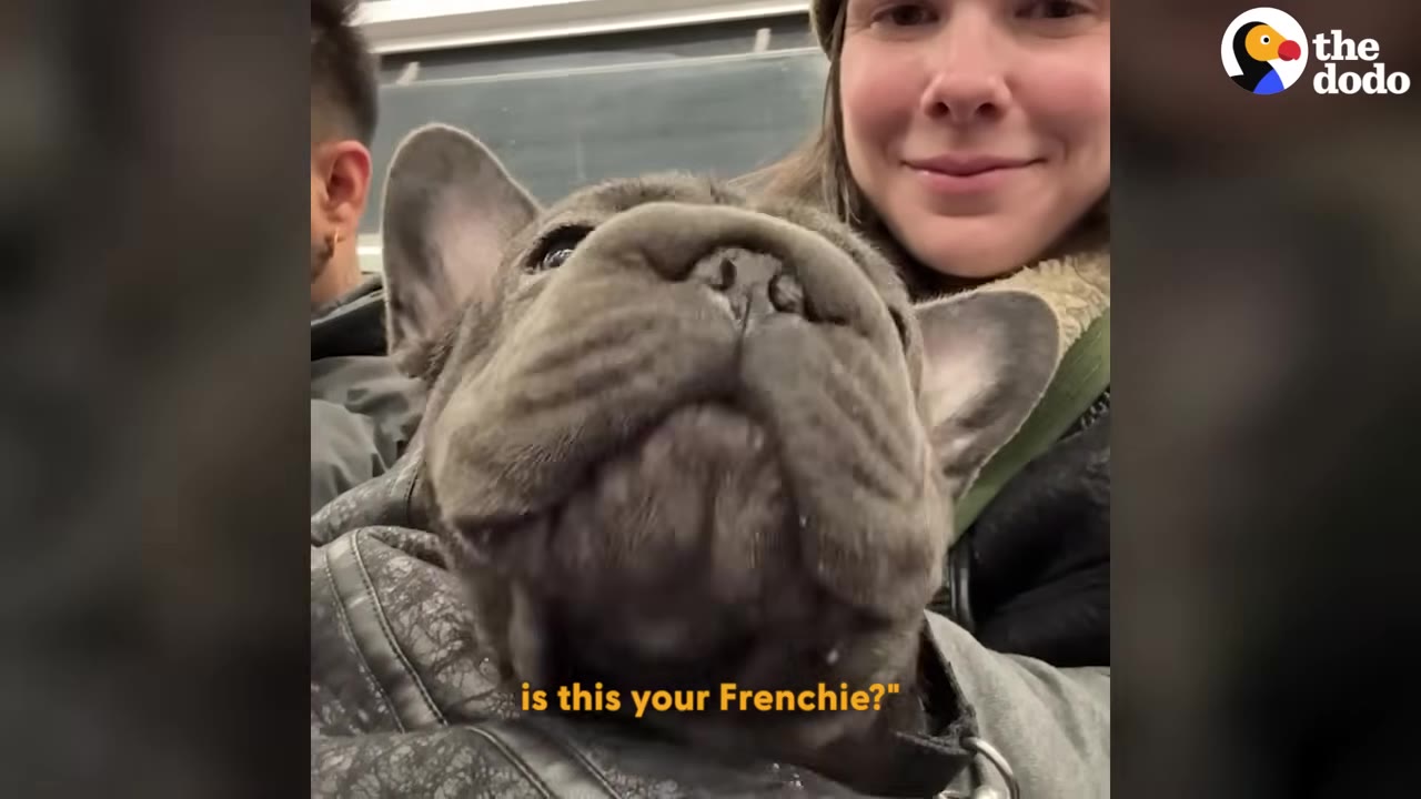 A close-up of a grey French bulldog being held by a smiling woman on public transit, with a subtitle reading 'is this your Frenchie?'.