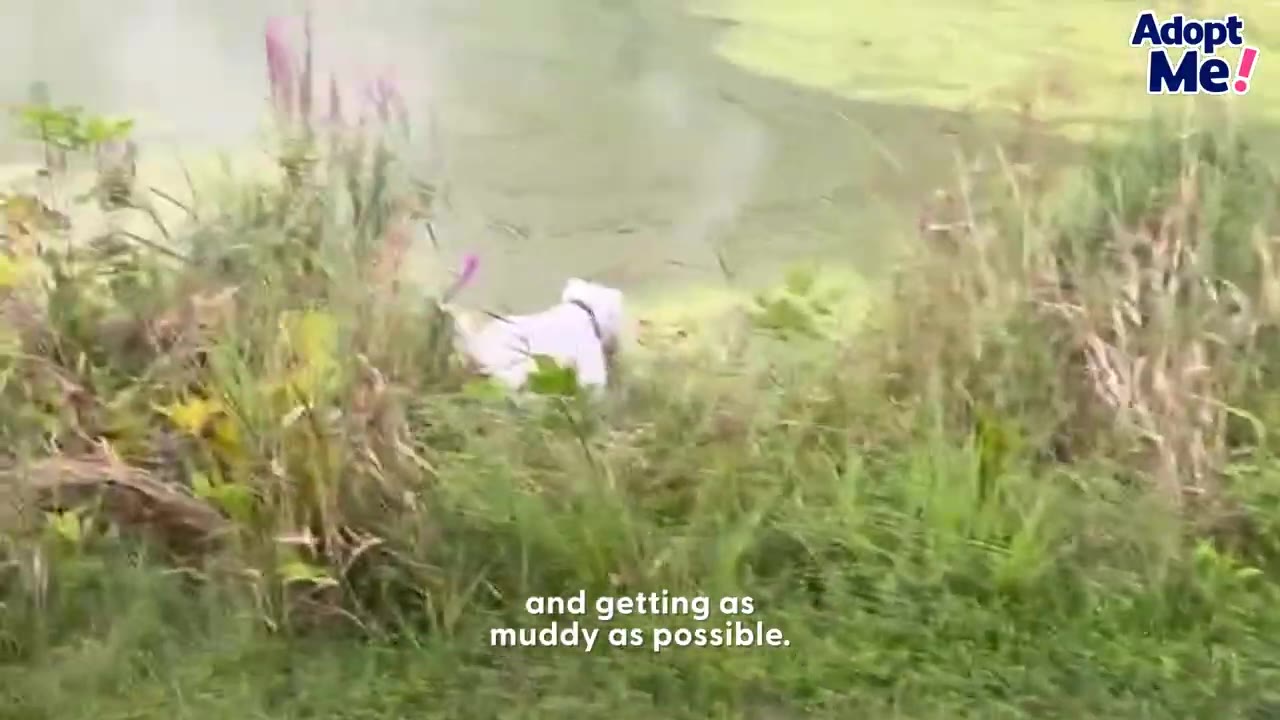 A white dog exploring outdoors through tall green grass and vegetation.