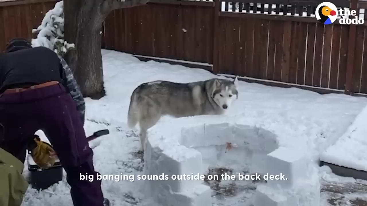 A grey and white husky stands in a snowy backyard looking towards a person working on a circular snow block structure.