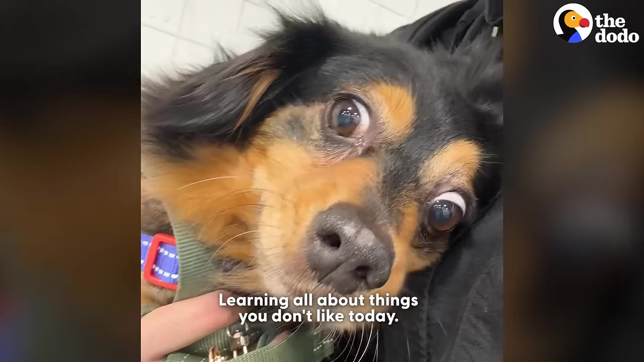 A close-up of a small black and tan dog looking up with wide eyes while being held.