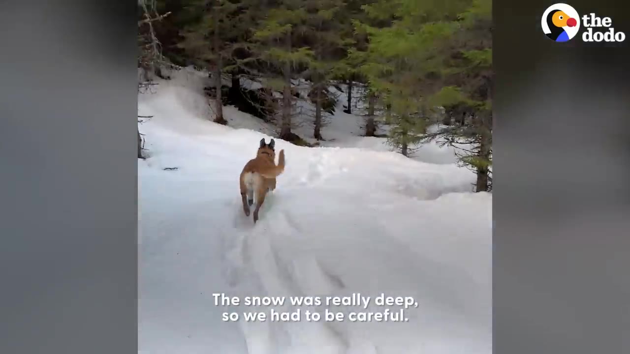 A tan dog running through deep snow toward pine trees in a forest.