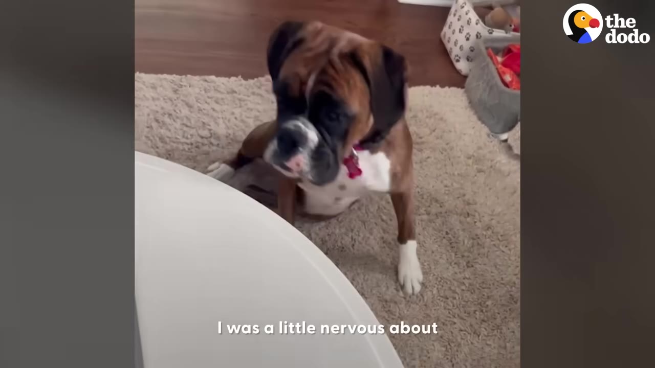 A boxer dog sitting attentively on a rug near a white table.