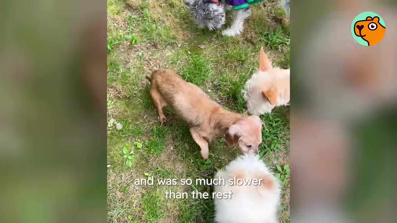 A small light-brown dog cautiously approaches and sniffs other small dogs outdoors on a grassy lawn.