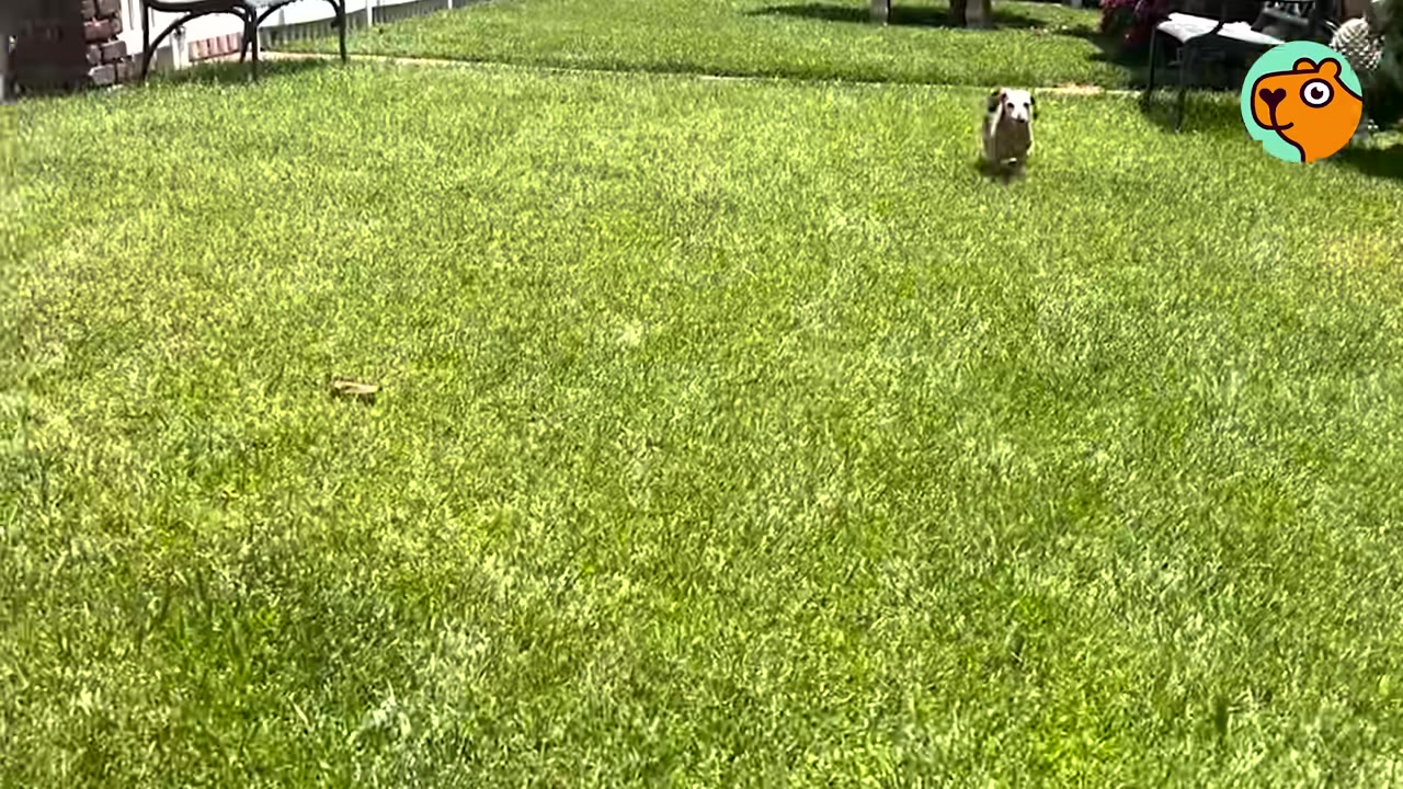 A small brown dog running across a bright green lawn toward the camera.