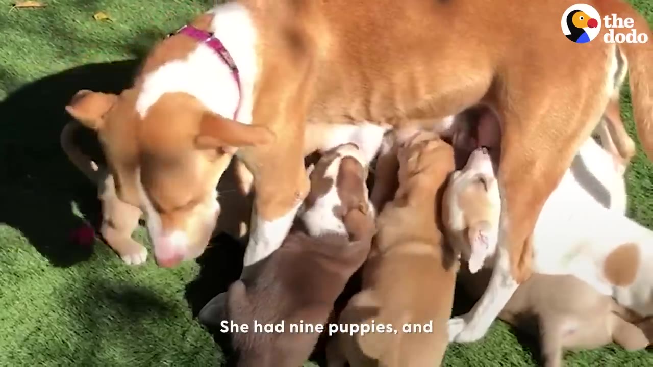 A tan and white dog standing on green grass while nursing a group of puppies.