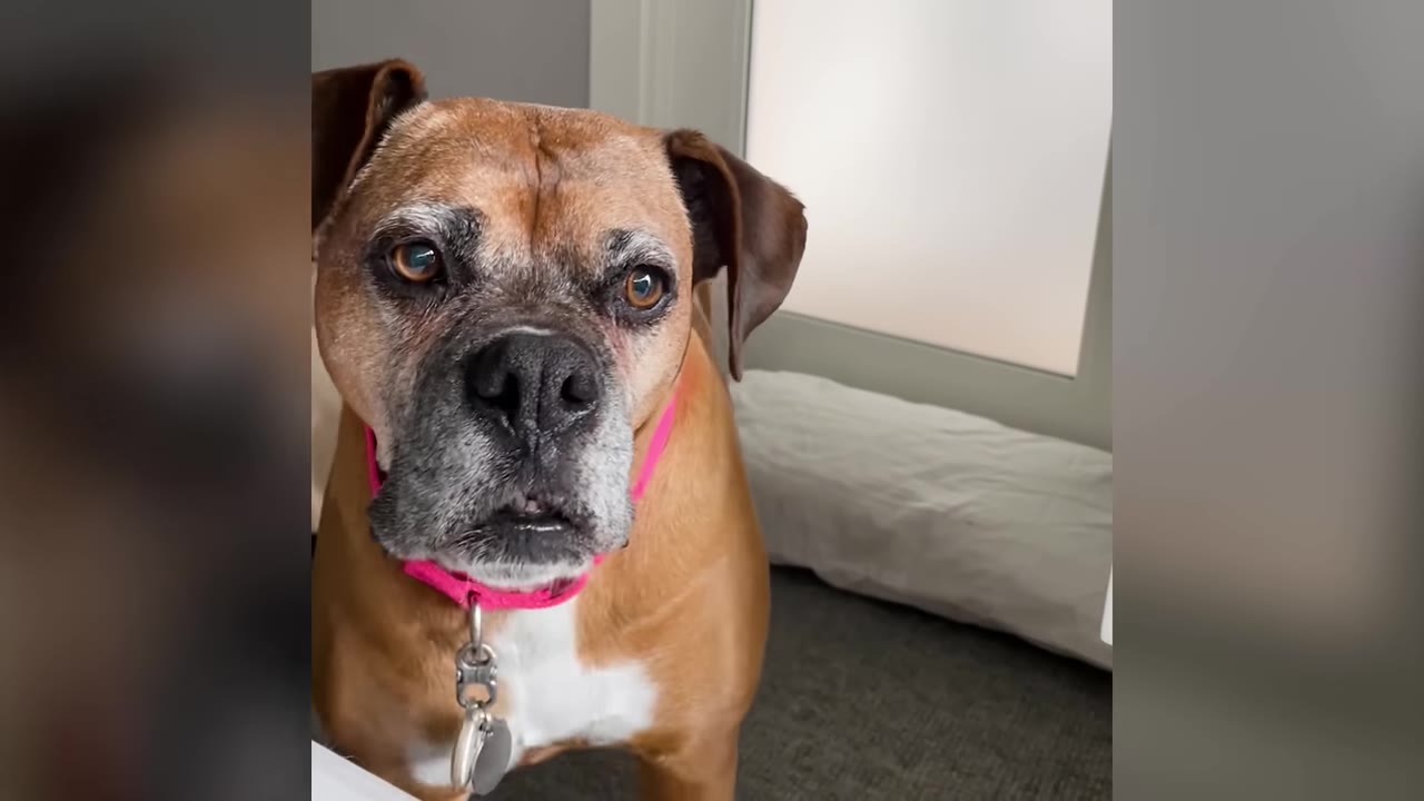 A close-up shot of a senior Boxer dog wearing a pink collar staring directly into the camera.