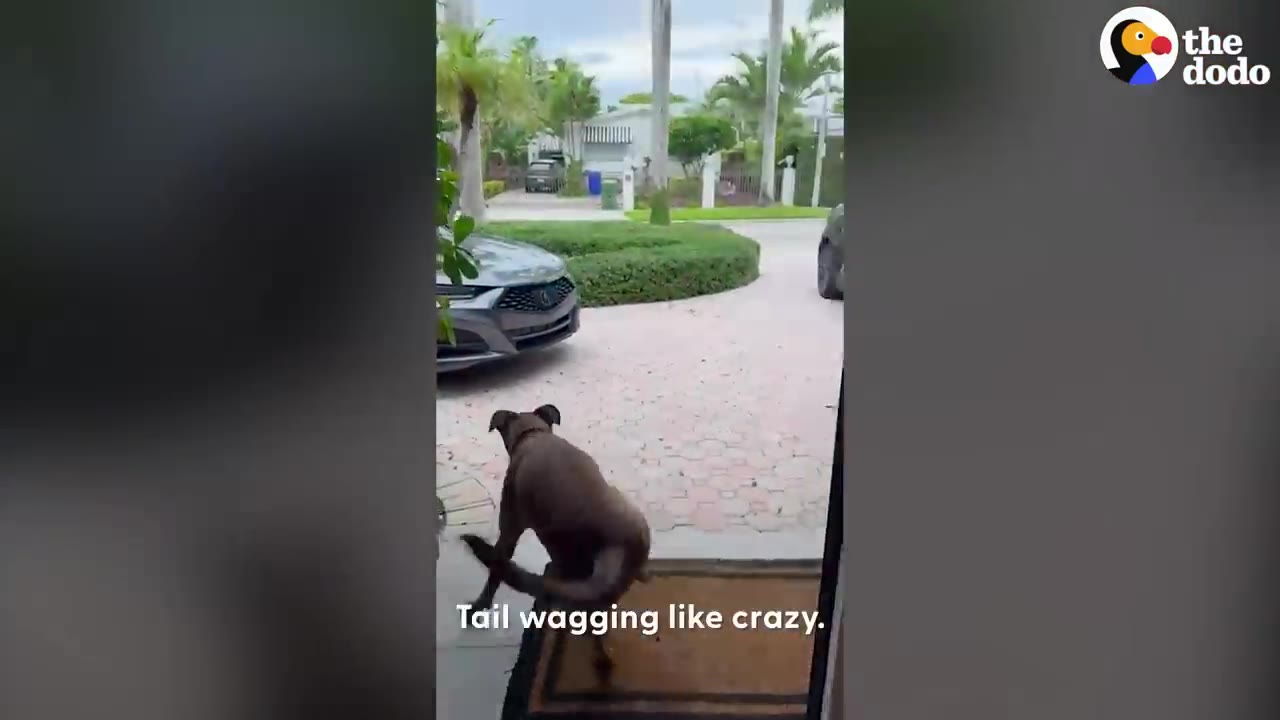 A brown dog seen from behind walking out an open doorway toward a sunny paved driveway.