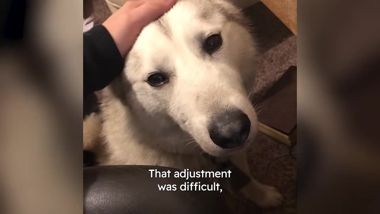 A close-up view of a white husky looking up while a hand gently strokes its head.