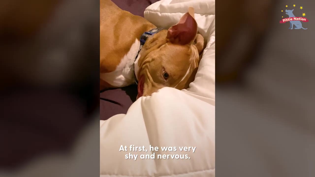 A brown and white pit bull resting its head timidly behind a white pillow on a bed.