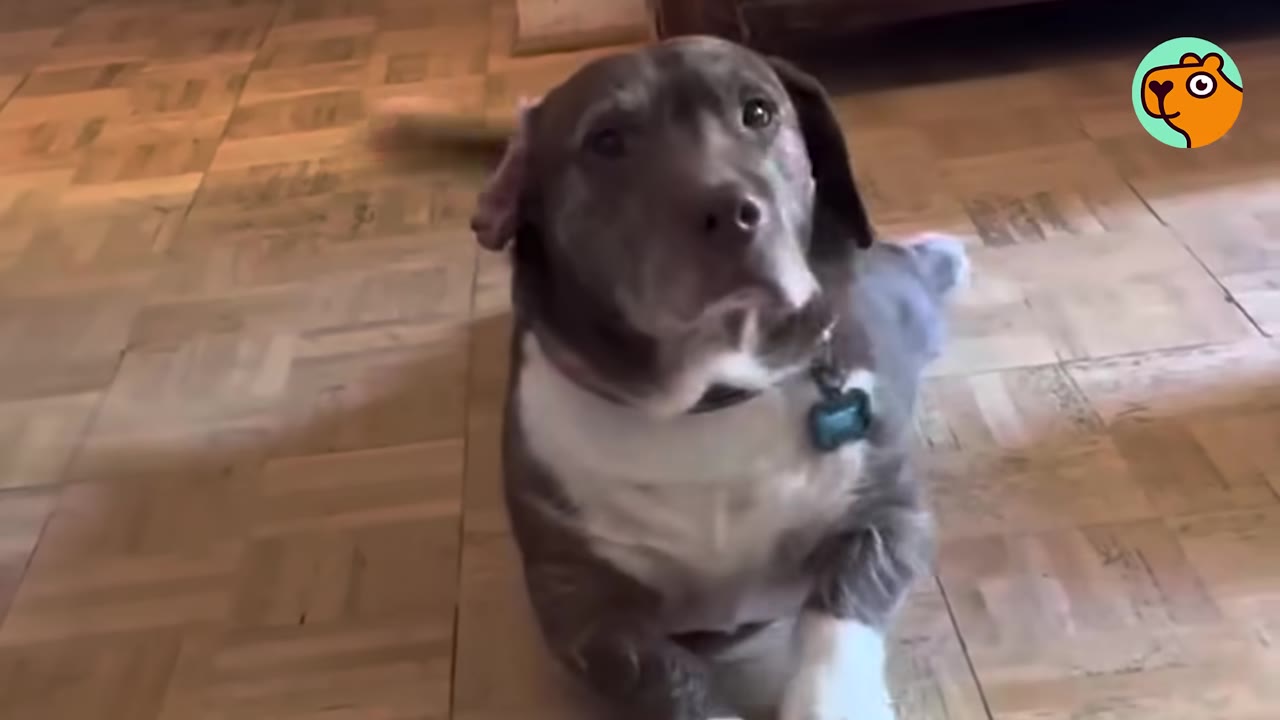 A brown and white dog with wide eyes sitting on a parquet wood floor and looking up at the camera.