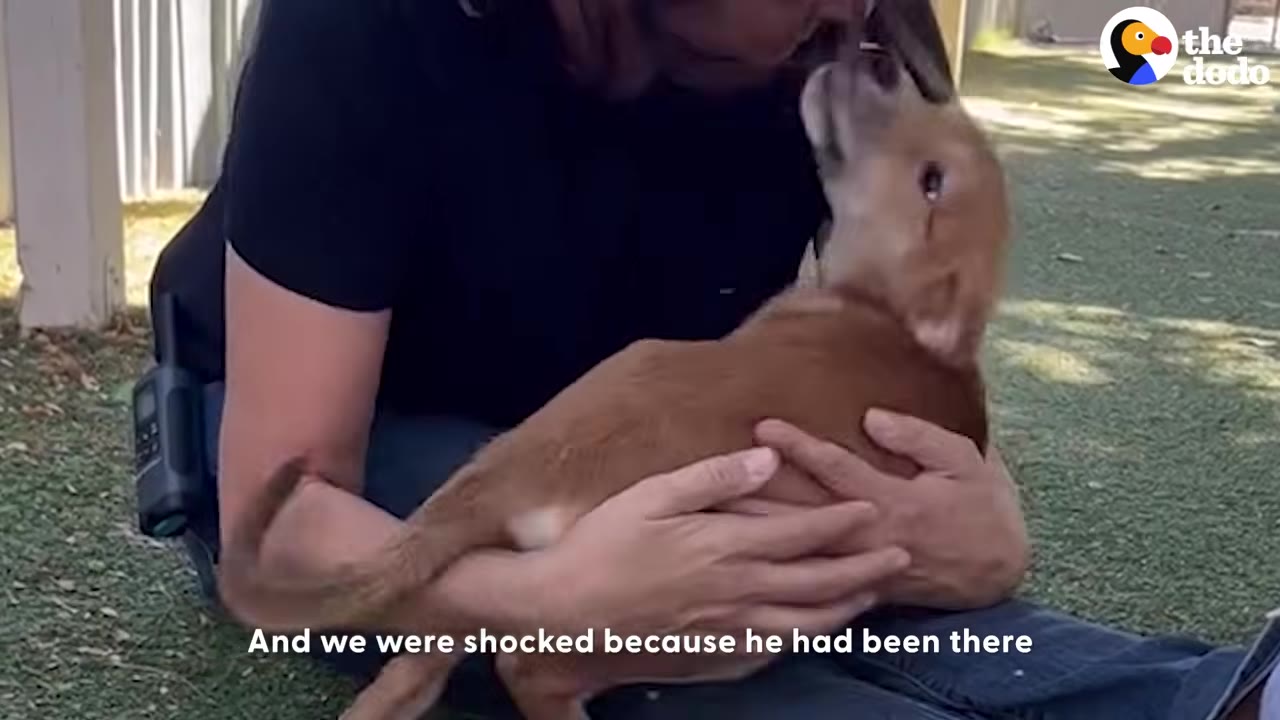 A person sitting outdoors cradles a small brown dog in their arms.