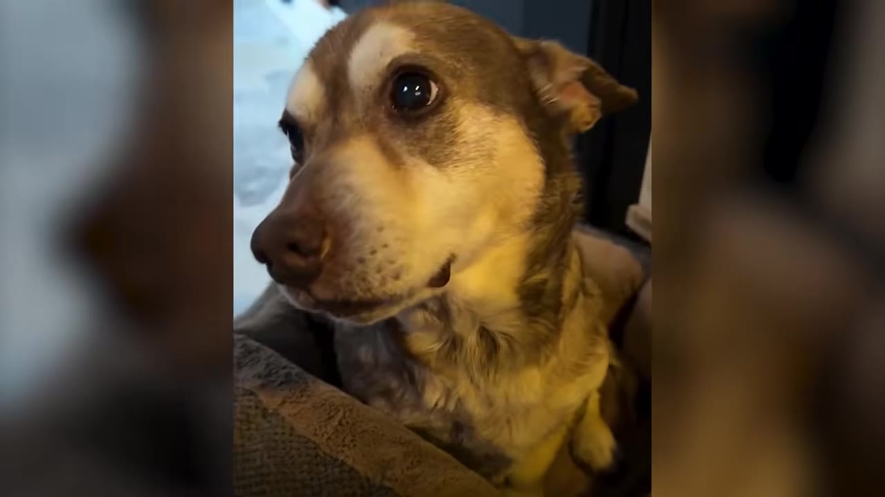 A close-up view of a brown and white dog looking wide-eyed and alert.