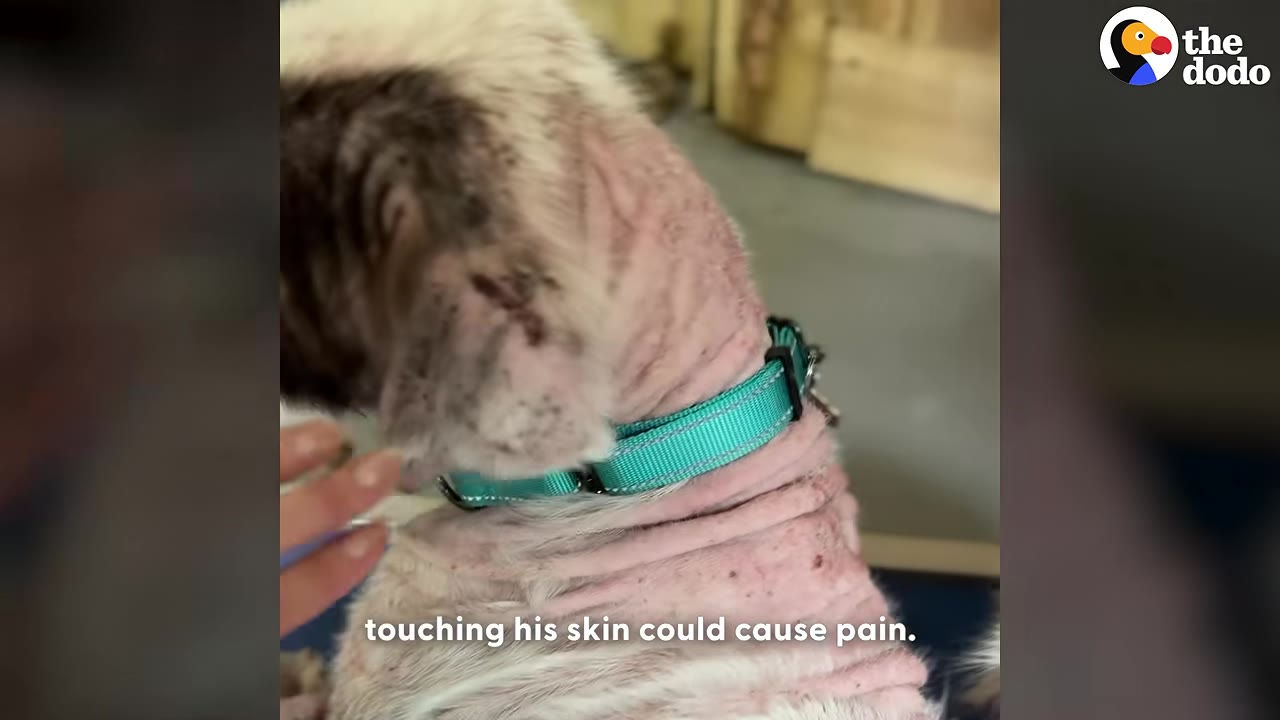 A close-up of a dog with severe hair loss and red, irritated skin on its neck, wearing a teal collar, as a hand gently reaches out to touch it.
