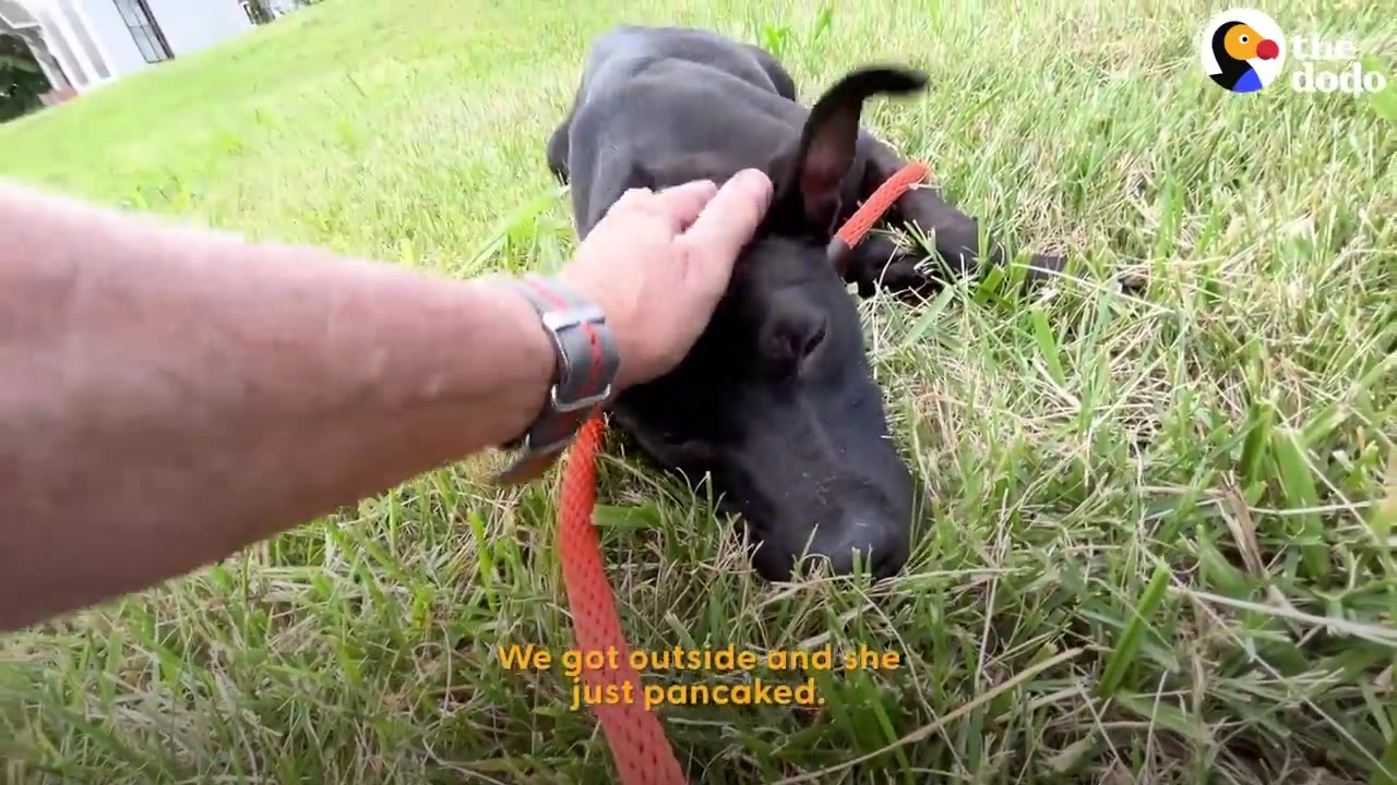 A black dog lying flat on the grass outside on a leash while a person's hand gently strokes its head.