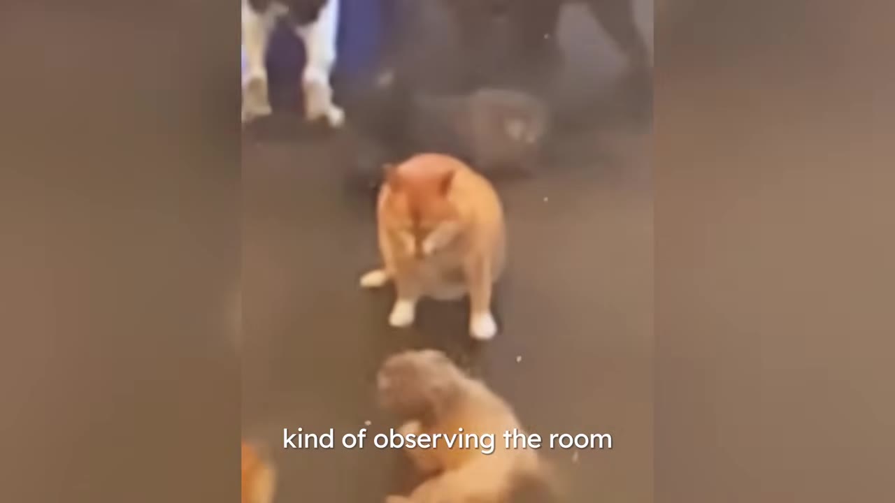 A close-up of a Shiba Inu sitting upright on its hind legs with its front paws planted, resembling a cat's sitting posture, amidst other dogs in a room.