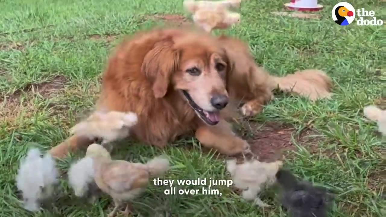 A golden retriever lies calmly on a grassy lawn surrounded by several small, fluffy chicks.