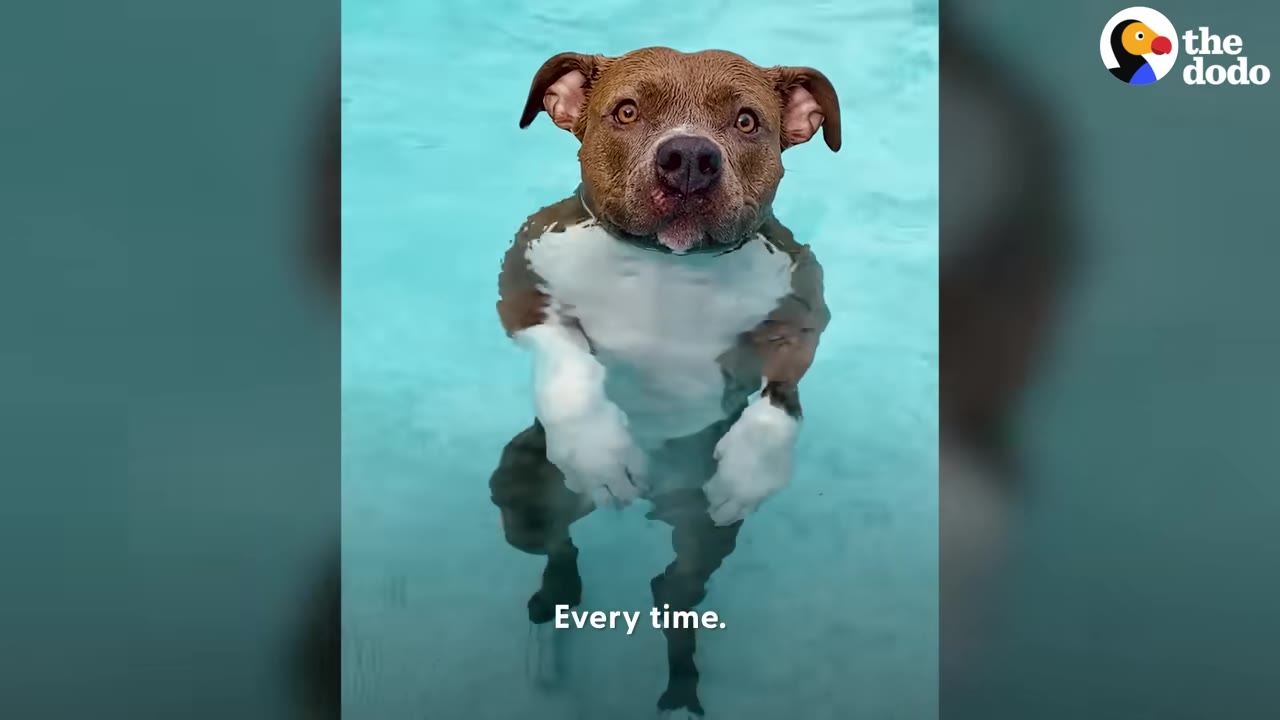 A brown and white dog treads water vertically in a bright blue swimming pool while looking directly at the camera.