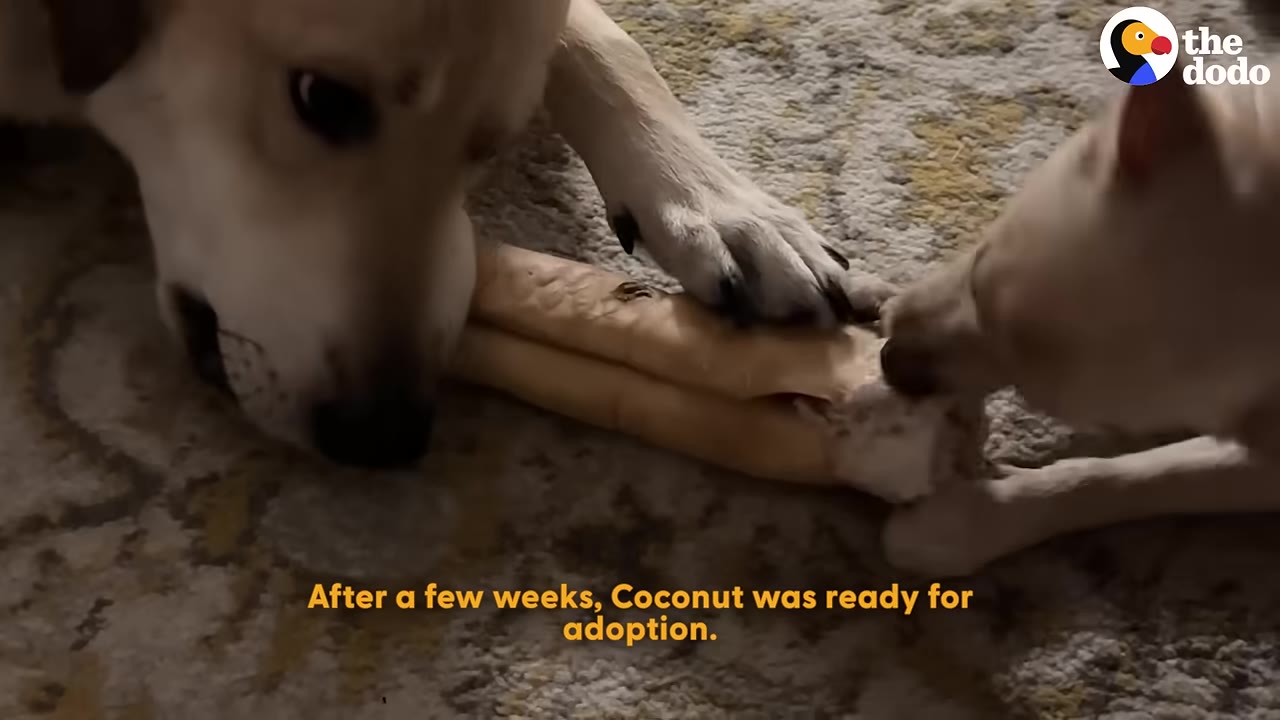 A close-up shot of two light-colored dogs chewing on a large bone toy together on a patterned rug.