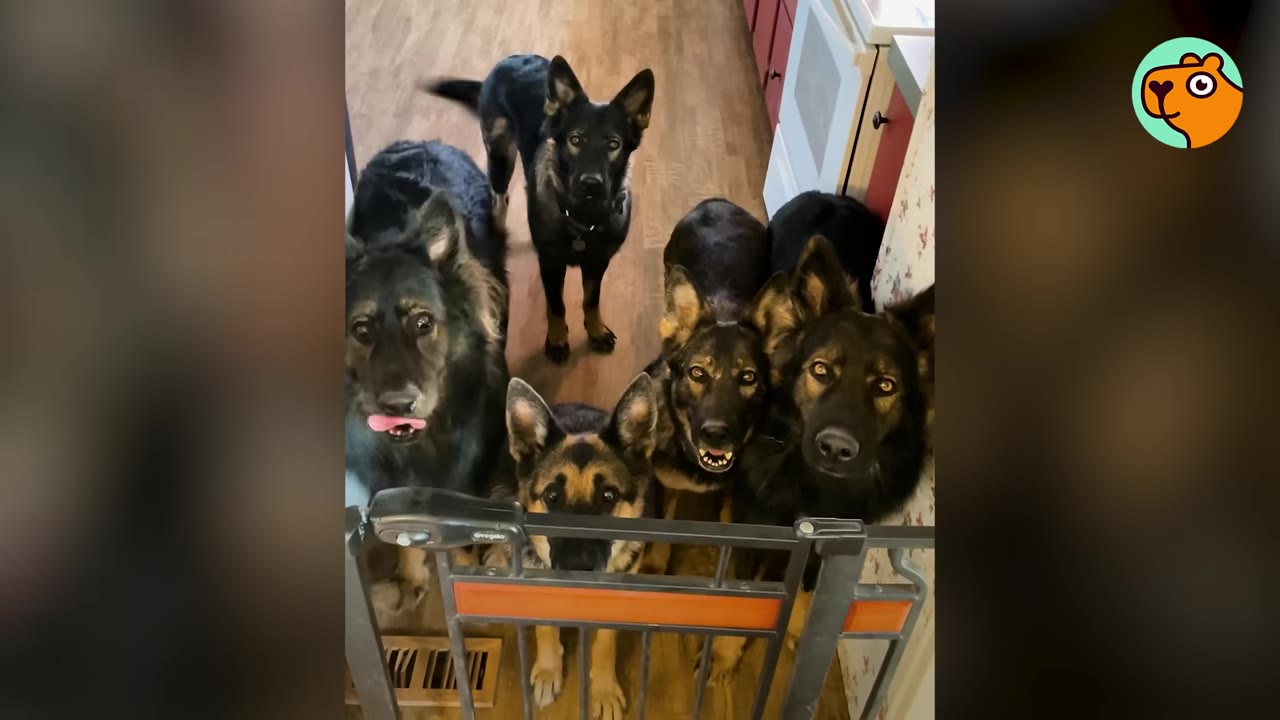 A pack of German Shepherds gathered behind a pet gate in a hallway, looking attentively forward.