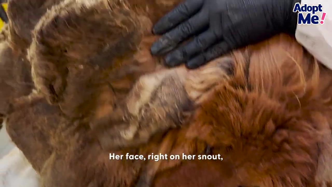 A gloved hand gently touches the thick, matted brown fur of a dog being examined.