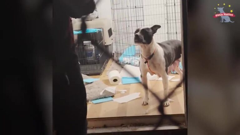 She Was The Sweetest Dog Until Her Puppies Arrived, And Her Pennsylvania Foster Family Didn’t Know What To Do