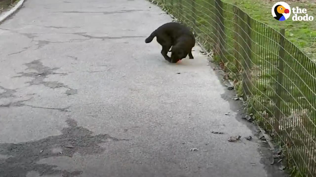 A black dog crouches playfully on a paved park path next to a fence.