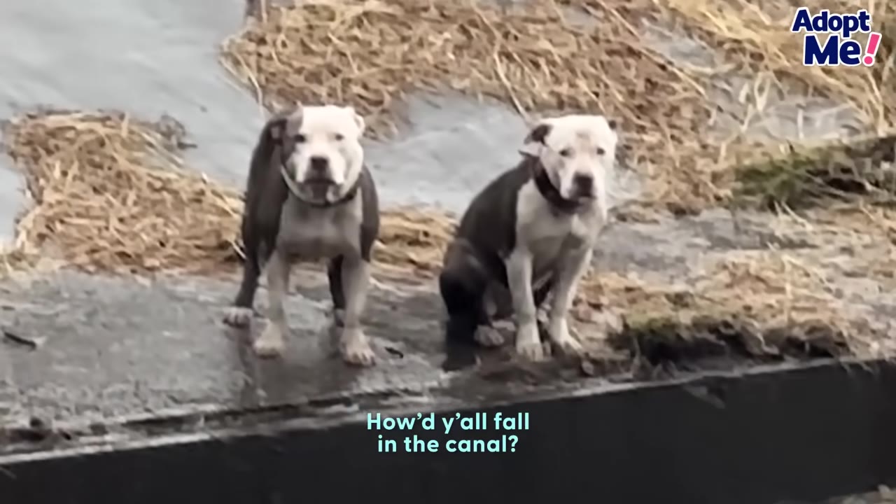 Two pit bull mix dogs standing side by side in a concrete canal lined with dry debris, looking up toward the camera.