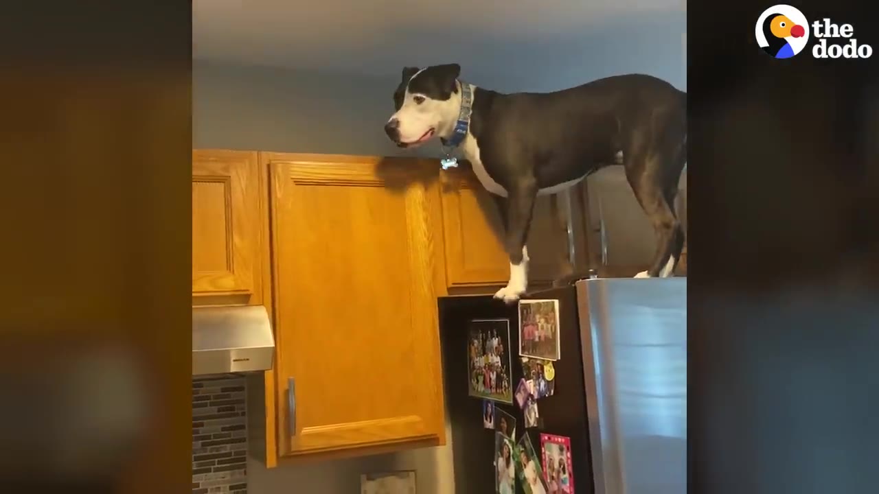A black and white pit bull standing on top of a refrigerator next to wooden kitchen cabinets.