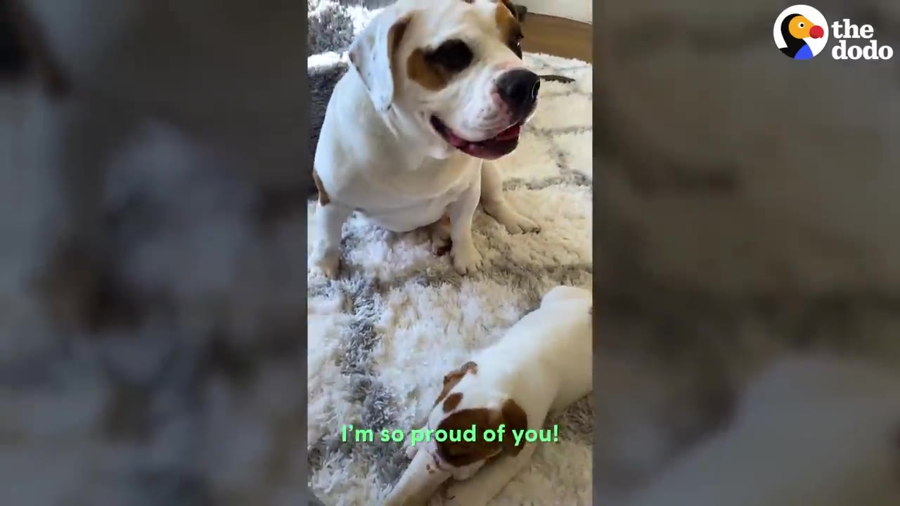A large white and brown dog sitting on a rug looking over at a small puppy lying down.