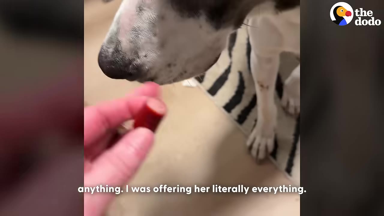 A close-up shot of a hand offering a small piece of sausage to a dog's snout, with the dog appearing to turn away or hesitate.