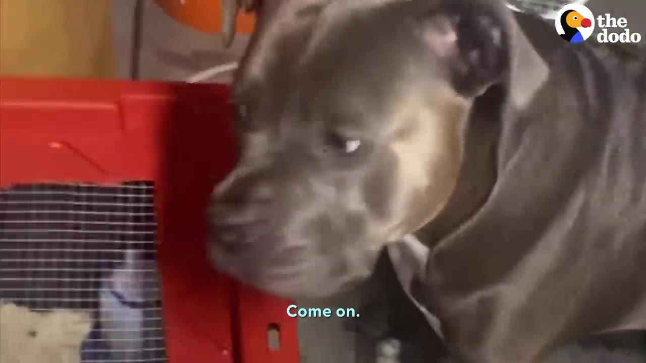 A gray and white dog giving a stubborn side-eye look next to a red brooder box.