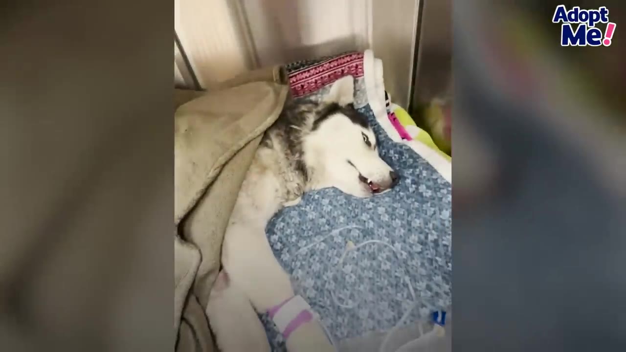 A husky lying on blankets with a bandaged leg and IV tubing attached in a veterinary hospital setting.