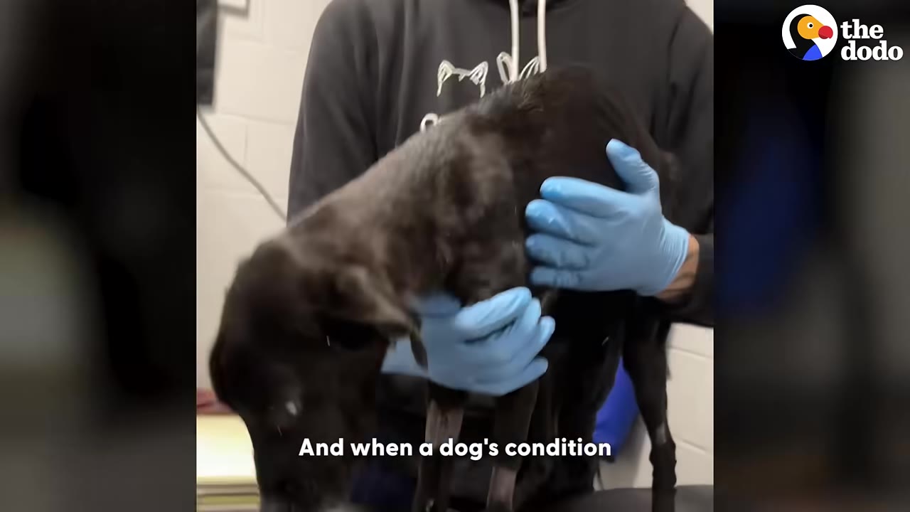 A person wearing blue gloves gently holds a thin black dog during a veterinary examination.