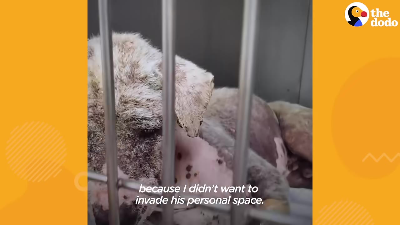 A dog with severe skin issues lies inside a metal cage, looking down, with text on screen reading 'because I didn't want to invade his personal space.'
