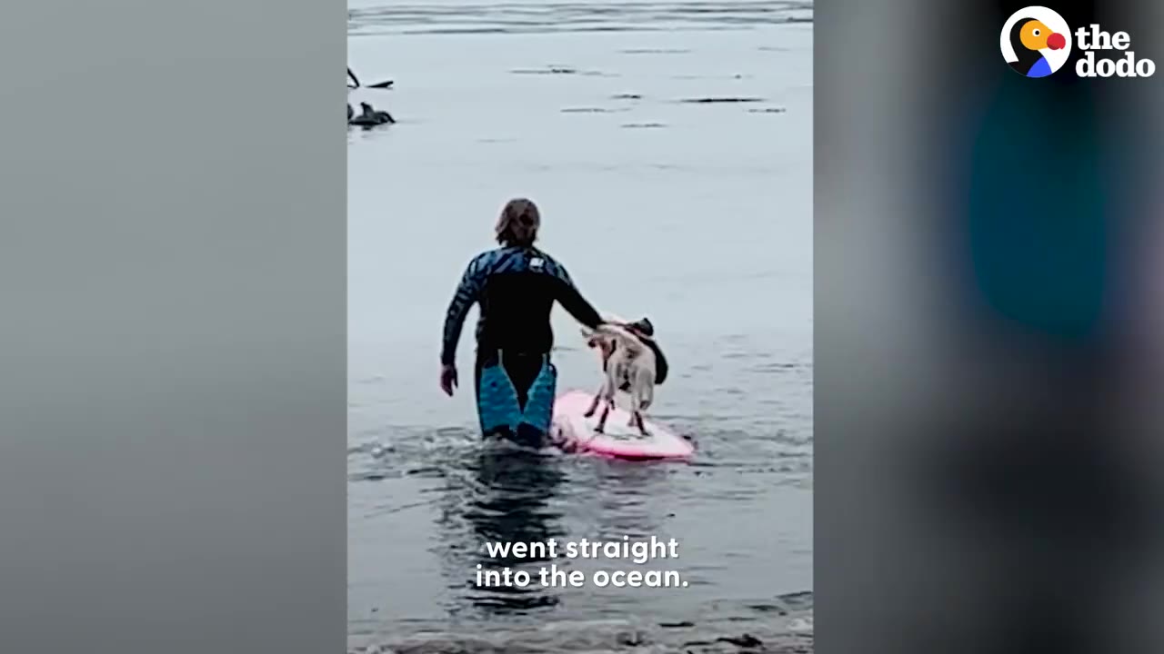 A person in a wetsuit wades into the ocean while holding a pink paddleboard with a dog standing on it.